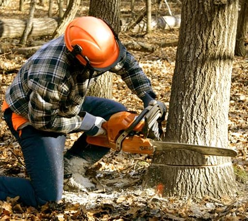 Tree Removal in Griffithsville, WV